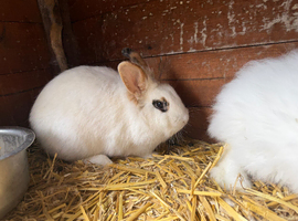 Beautiful mixed breed rabbits
