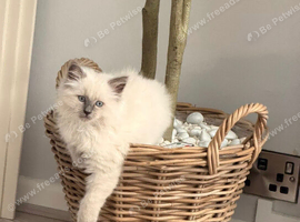 Gorgeous 15 week old kitten