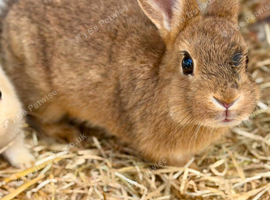 Bunnies for sale now! 2 Females left well bonded
