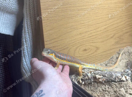 Berber Skink with Set Up