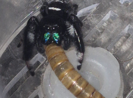 Male junping spider