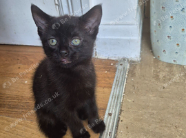 Kittens