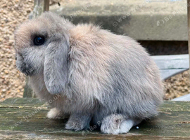 Beautiful Mini Lop Doe Available