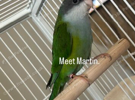 male parakeet