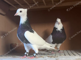 Breeding Pair Black Iranian Toghies For Sale