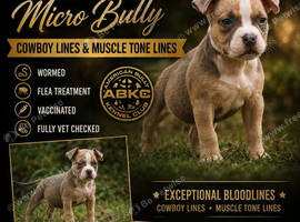 American Micro Bully