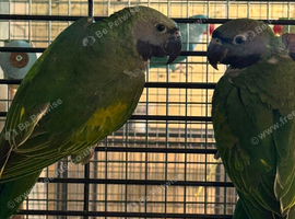 20 week old derbyan parakeet babies