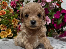 Beautiful Matlipoo puppies available from health tested parents