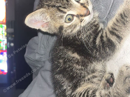 Male kitten