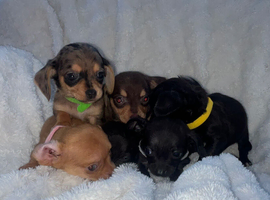 Our beautiful chiweenies