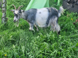 Goats for sale