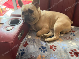 Loving friendly Frenchie looking for a hone