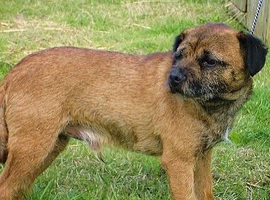 Border Terrier at stud. KC registered.