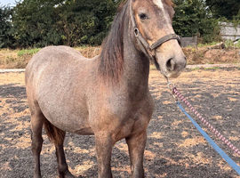 Irish draft cross 11mth old