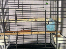Budgie and cage