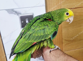 Hand reared baby double yellow headed amazon