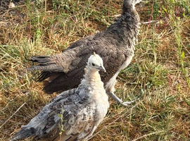 Peafowl for sale