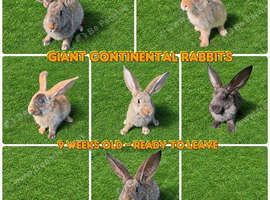 Champion Continental giant rabbit babies