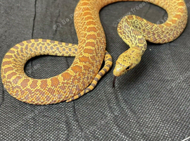 Bullsnake, Stillwater Hypo Poss Het Axanthic (Ghost) &ndash; CB 2025
