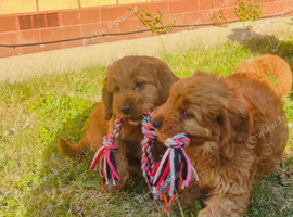3 little CAVAPOOS LEFT girls only
