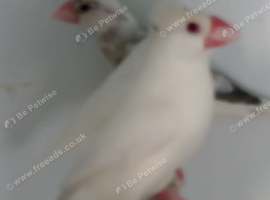 Javas