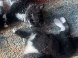 Mixed breed black and white kittens