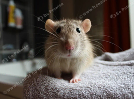 Rats for sale