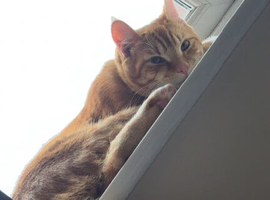 Ginger tabby