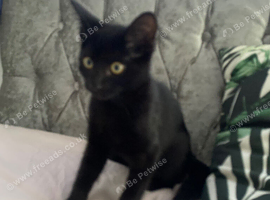 4 month old kitten female