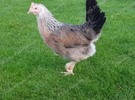 8- Silver duckwing POL