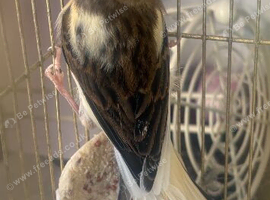 Canary
