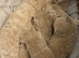Exceptional GCCF Registered Cream British Shorthair Kittens