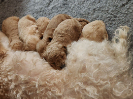 Stunning Cavapoo's with complete puppy package