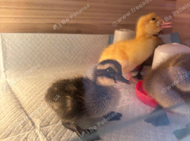 Ducklings