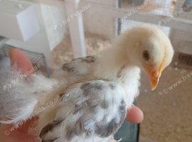 Bantam chicks