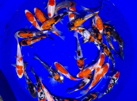 Koi fish 2-21 inch