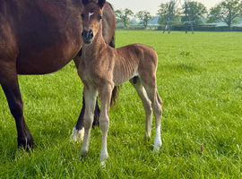 Handsome Welsh D colt to make 15.2hh