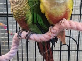 Hand Reared Baby Conure Parrots