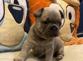 Last blue fawn girl available