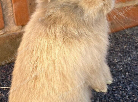 STUNNING PURE BREED MINI LOPS AMAZING COLOURS
