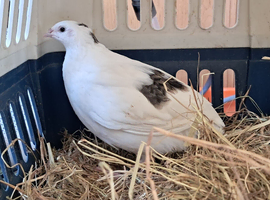 English White Male Quail &pound;5