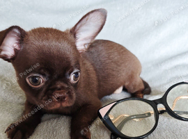 2, Tiny Stunningly Beautiful Chihuahua Boys
