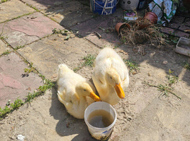2 Aylesbury Ducklings