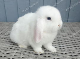 Baby mini lops