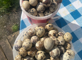 Quails hatching eggs