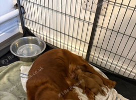 Cocker spaniels