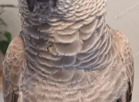 African grey parrot