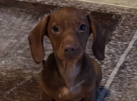 Dachshund male puppies