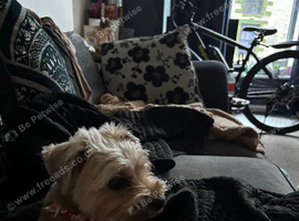 Female Yorkiepoo