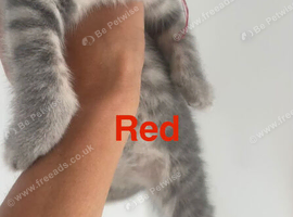 British Shorthair kittens